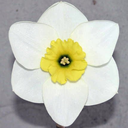 Jammin - wit-gele Small-cupped narcis - Fluwel