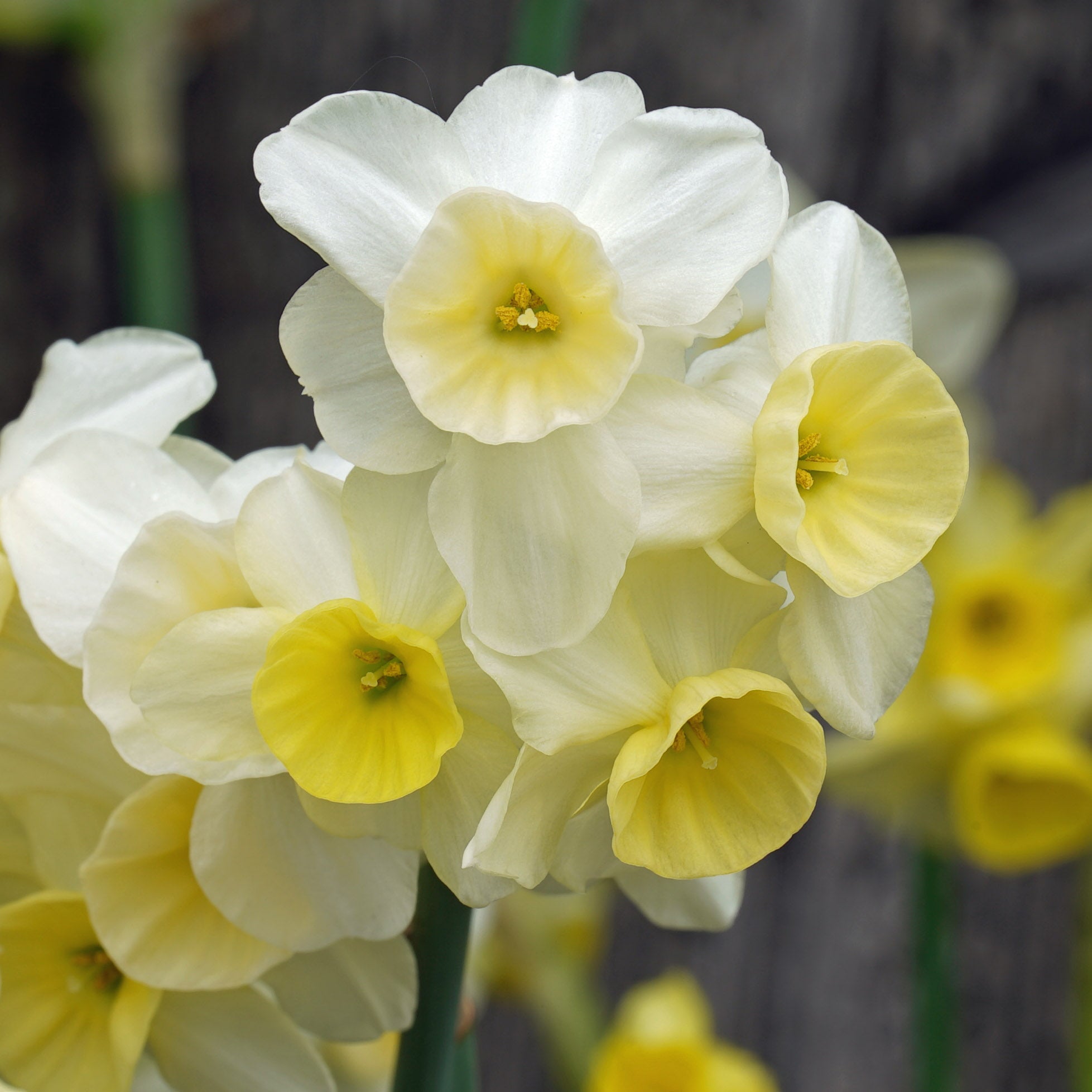 KayKay - Special Narcissus - Fluwel