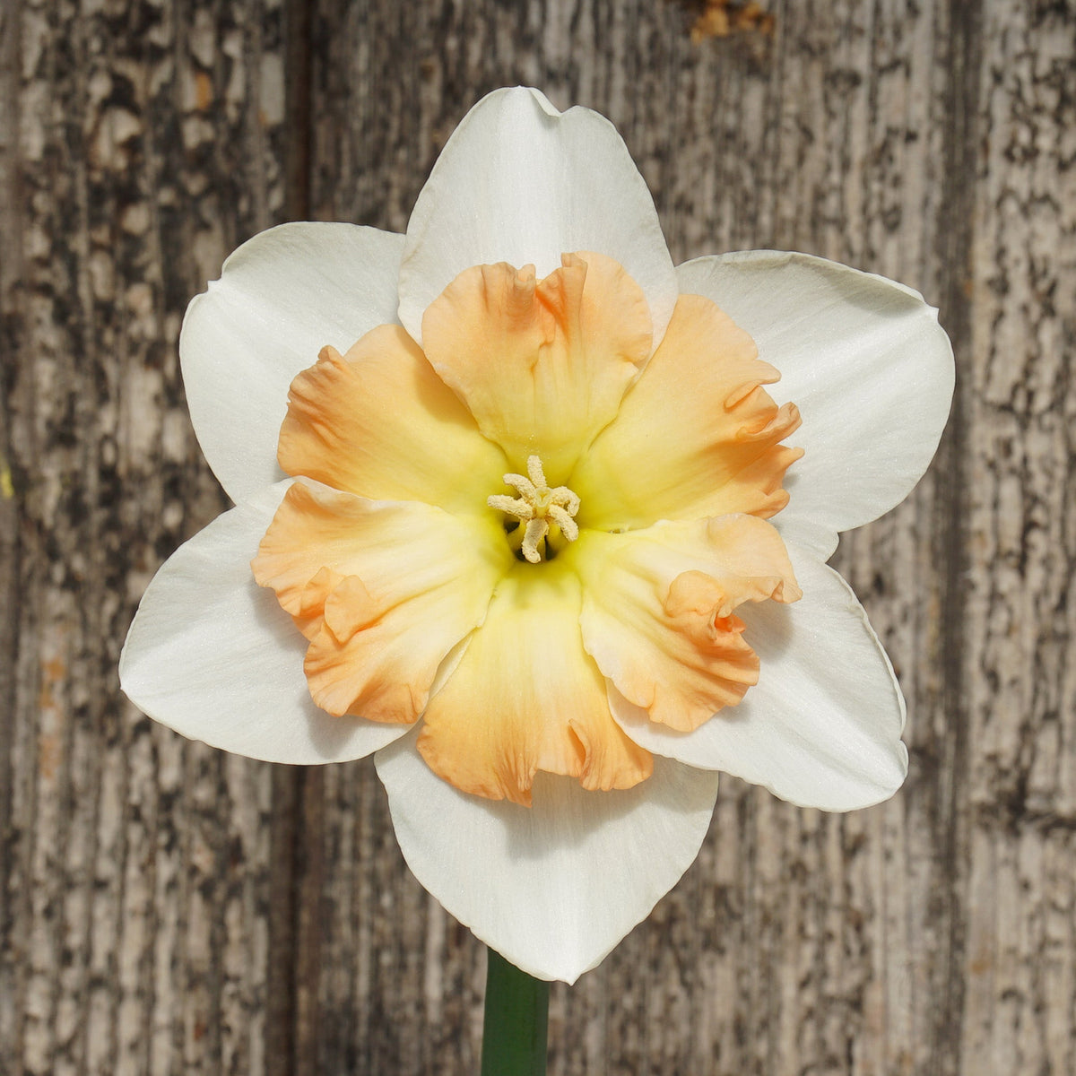 Lady B - Special Narcissus - Fluwel