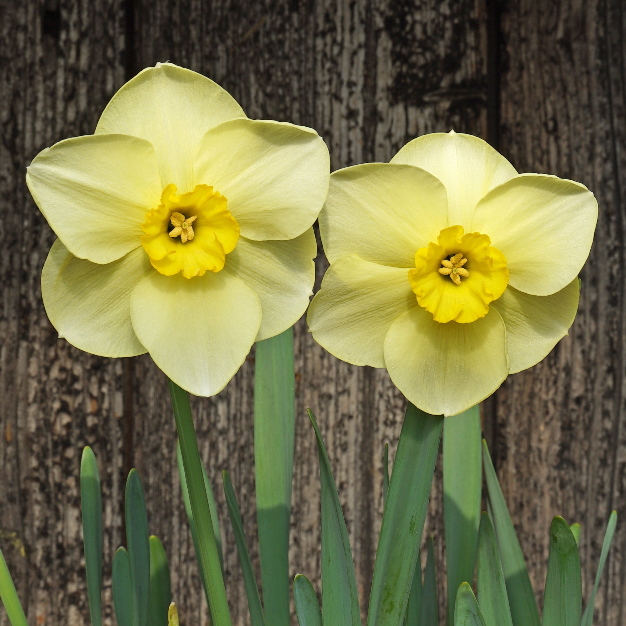 Lemon Choice - Special Narcissus - Fluwel