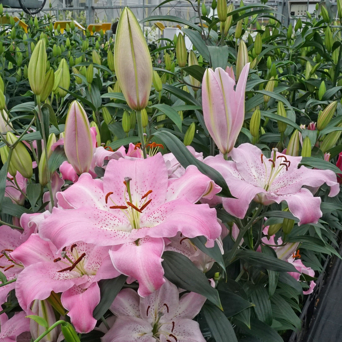 Lilium Josephine - Lilies - Fluwel