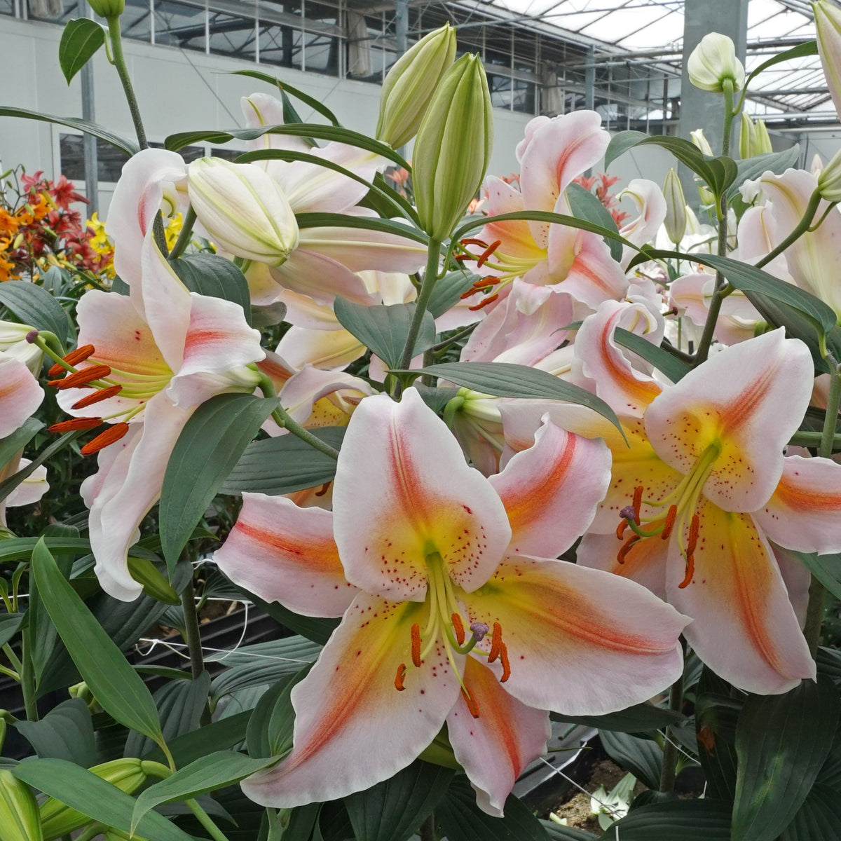 Lilium Salmon Party - Lilies - Fluwel