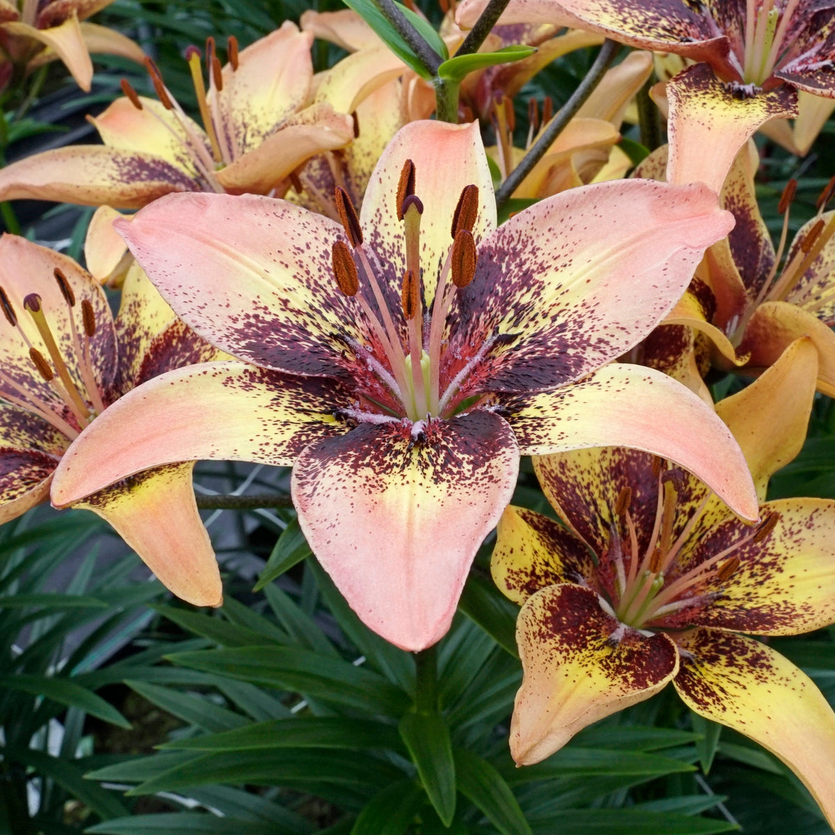 Lilium Tribal Dance - Lilies - Fluwel