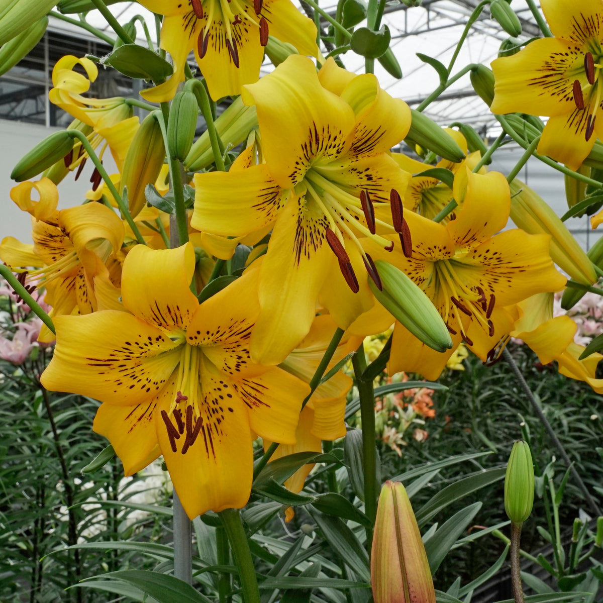 Lilium Yellow Bruse - Lilies - Fluwel