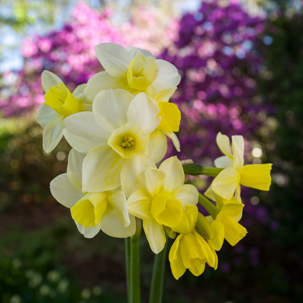 Limequilla - Special Narcissus - Fluwel