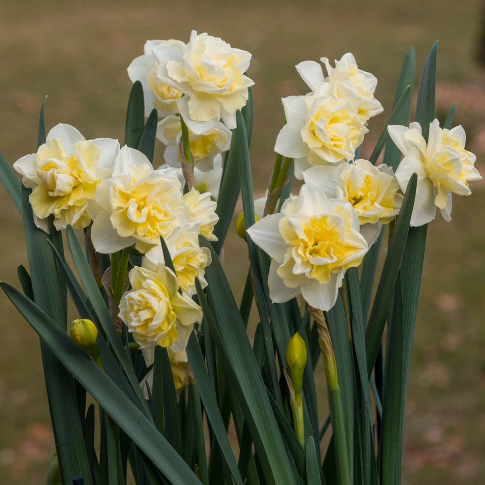 Little Kiwi - Special Narcissus - Fluwel