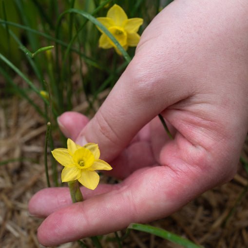 Little Rusky - Special Narcissus - Fluwel