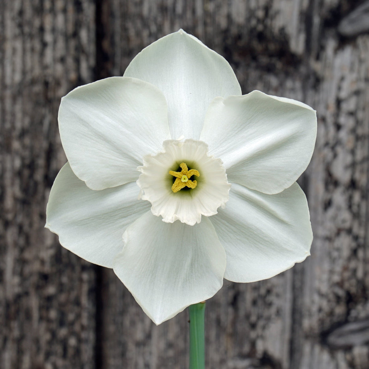 Love Actually - Special Narcissus - Fluwel