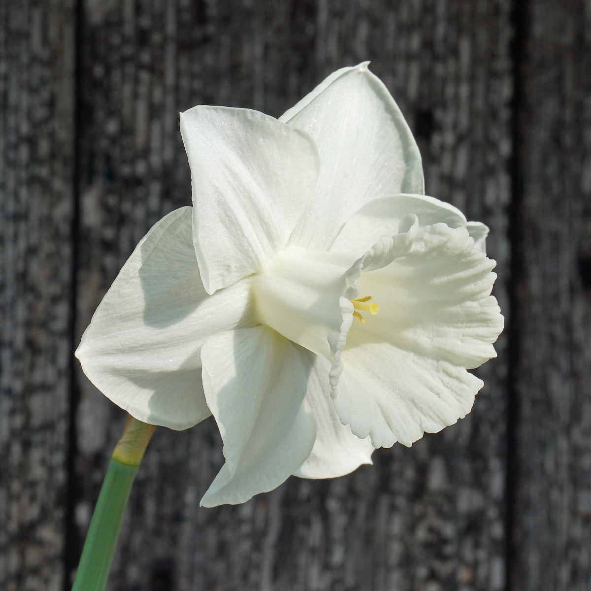 Love to Dream - Special Narcissus - Fluwel