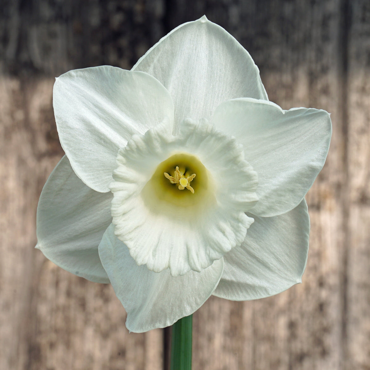 Love to Dream - Special Narcissus - Fluwel