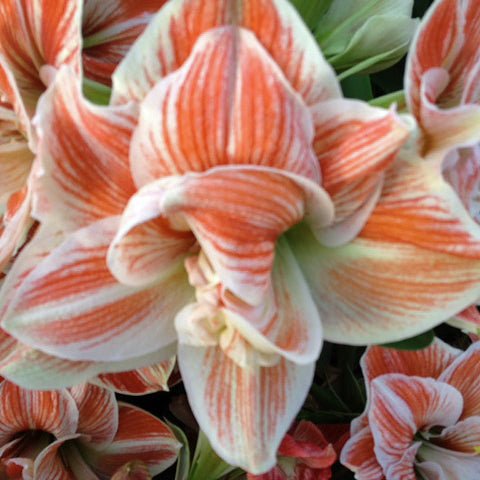 Macarena - Special Amaryllis - Fluwel