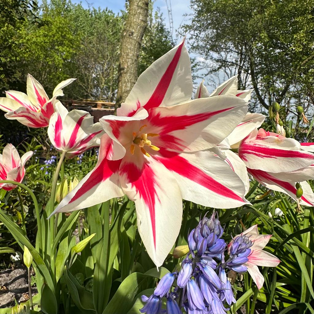 Marilyn - Tulips - Fluwel