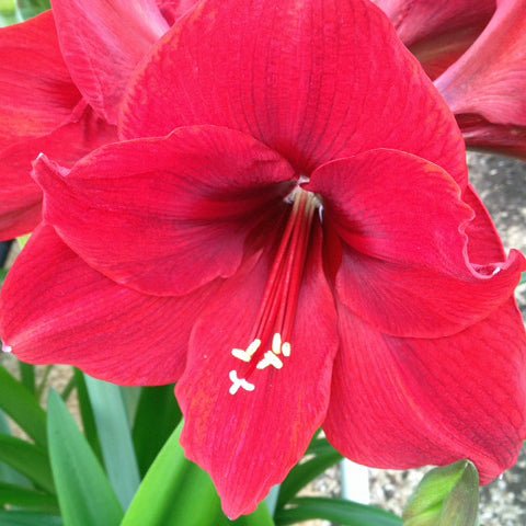 Midnight - Special Amaryllis - Fluwel