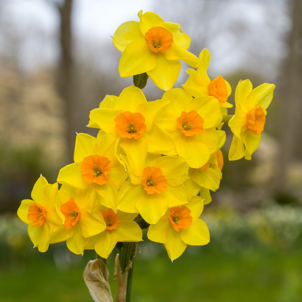 Motmot - Special Narcissus - Fluwel