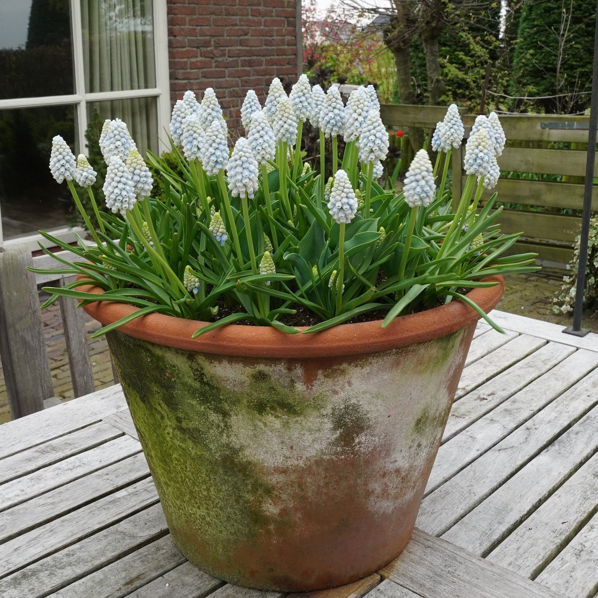 Muscari Alaska - Spring specialty bulbs - Fluwel