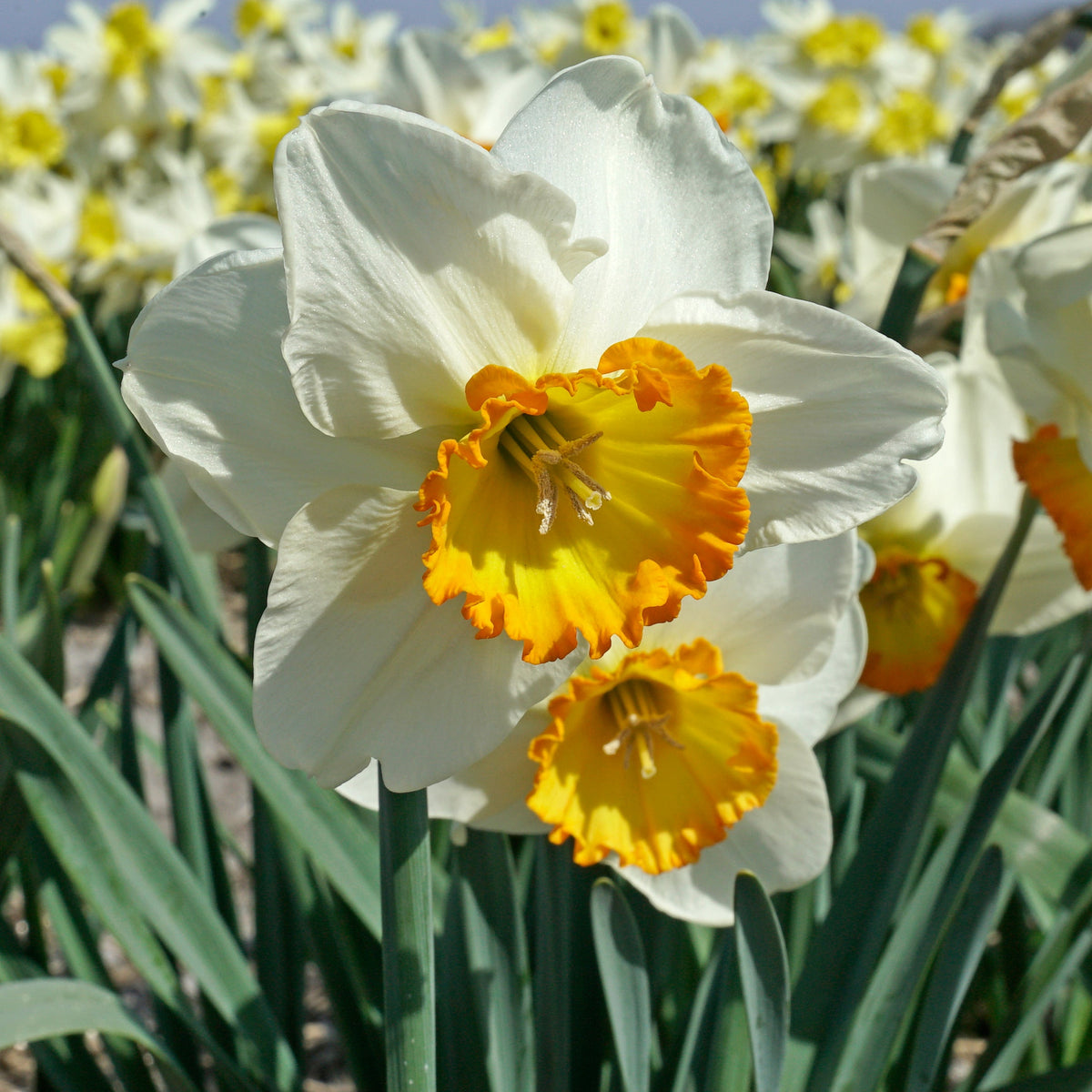 Muy Bien - Special Narcissus - Fluwel