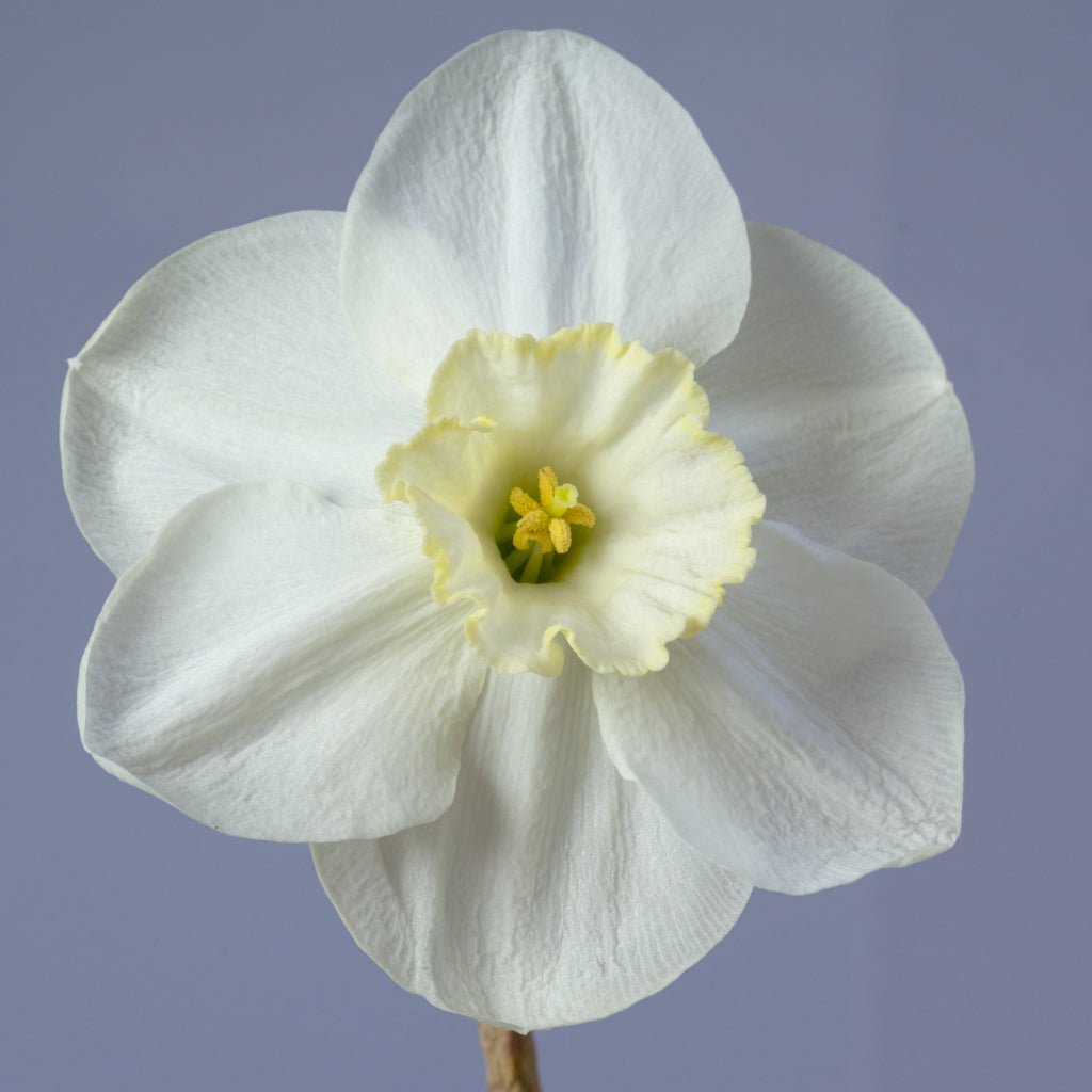 Netherwood Marsh - Special Narcissus - Fluwel