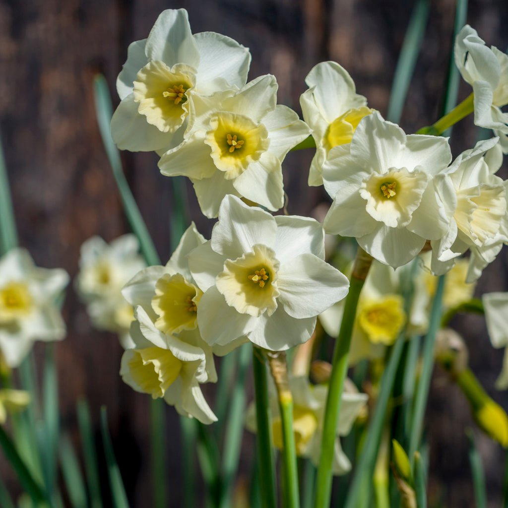 Nico - Special Narcissus - Fluwel