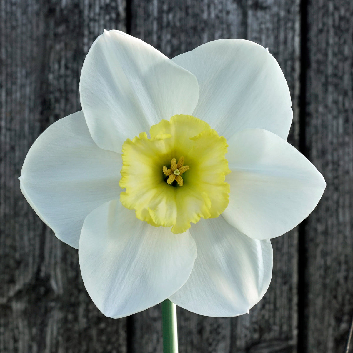 Night Circus - Special Narcissus - Fluwel