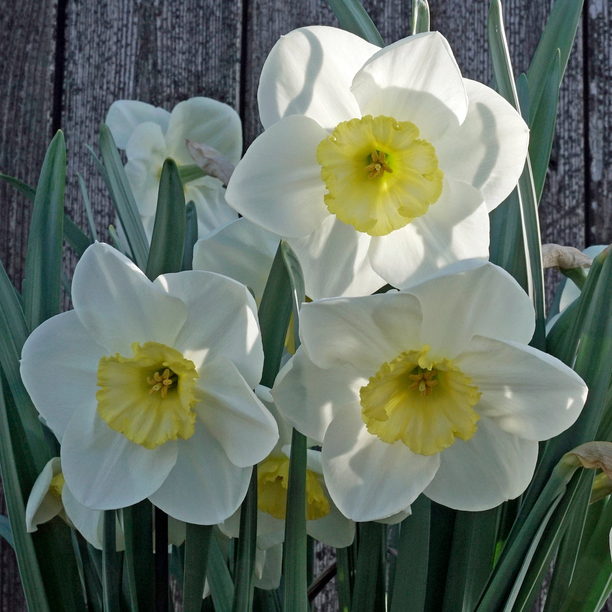 Night Circus - Special Narcissus - Fluwel