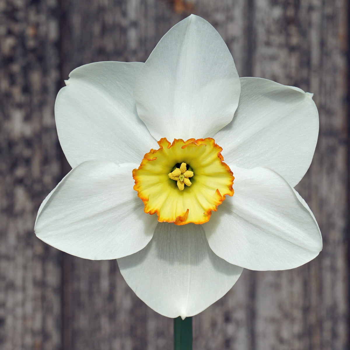 Nowyouseeme - Special Narcissus - Fluwel