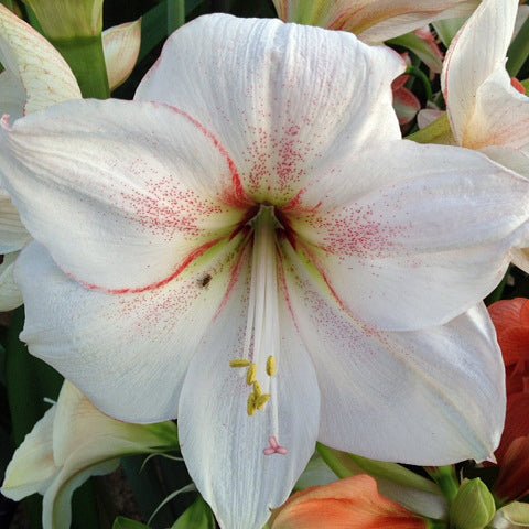Nr. 90254 - A - Special Amaryllis - Fluwel