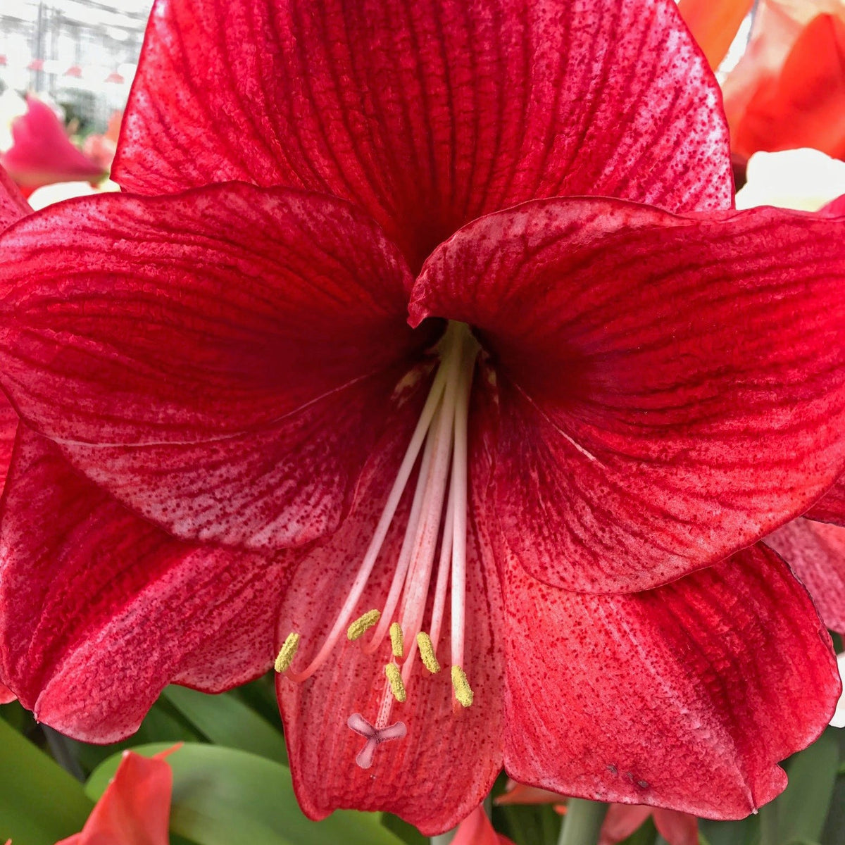 Nr. 92290 - K - Special Amaryllis - Fluwel