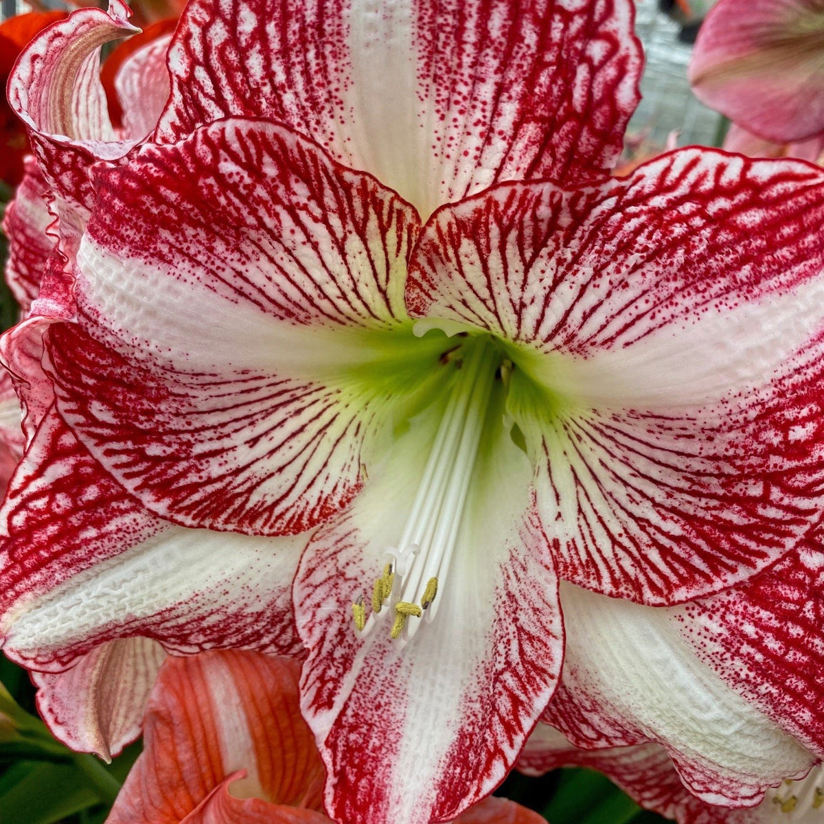 Nr. 96175 - B - Special Amaryllis - Fluwel