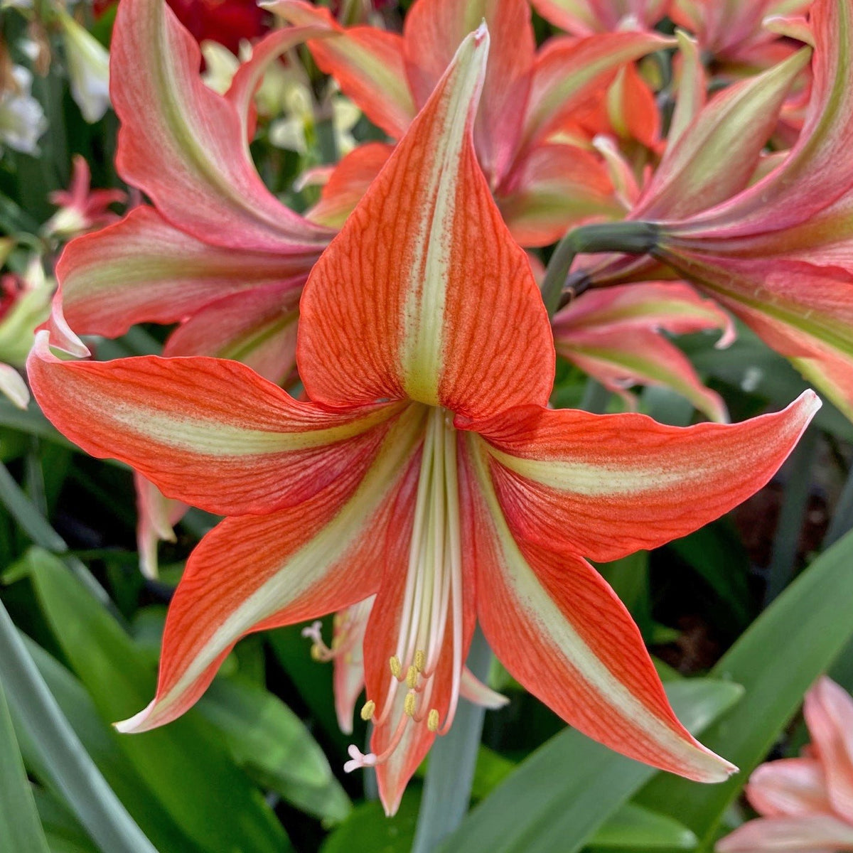 Nr. 98250 - B - Special Amaryllis - Fluwel