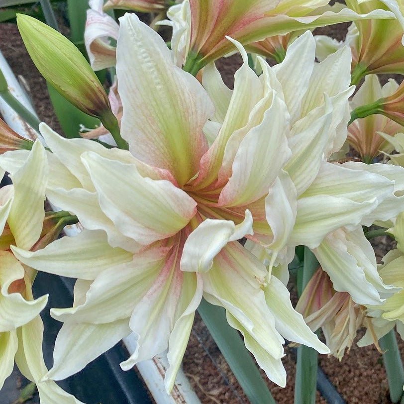 Amaryllis Nr. 99191-L (Hippeastrum) | Pro 1 Stük kaufen