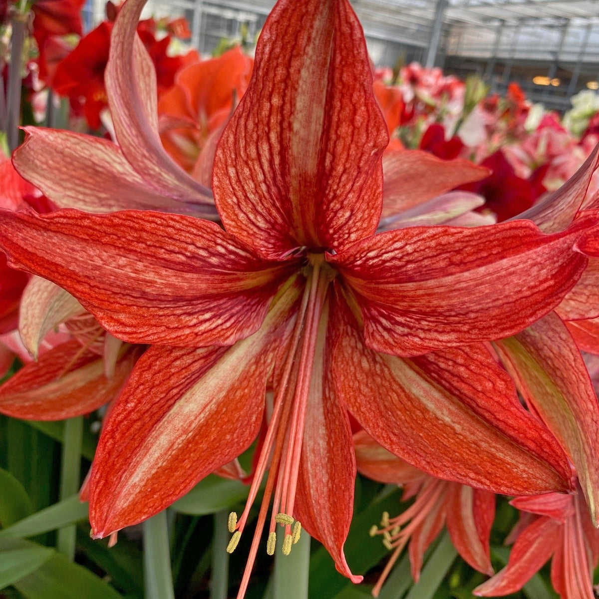 Nr. 99201 - C - Special Amaryllis - Fluwel