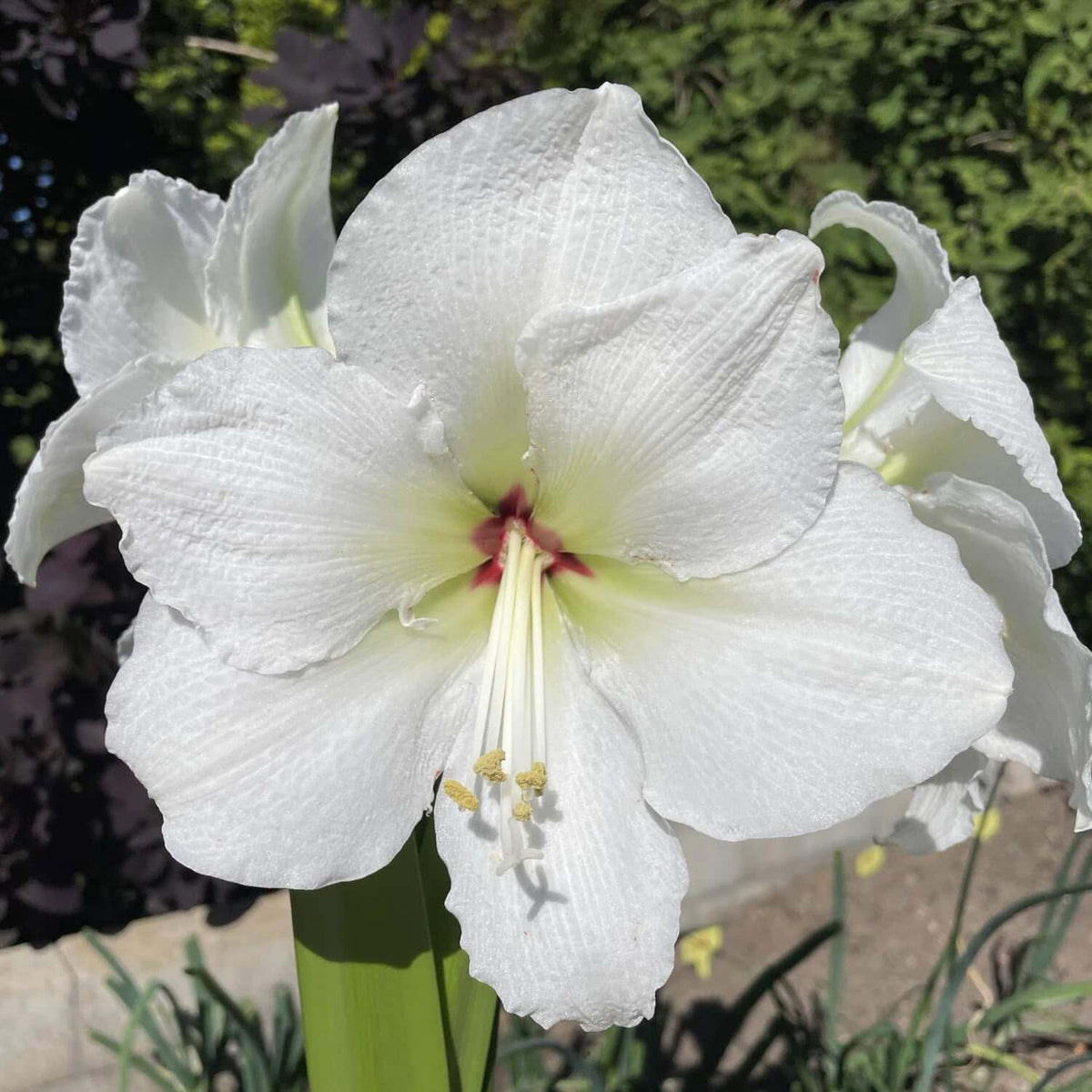 Paradiso - Special Amaryllis - Fluwel