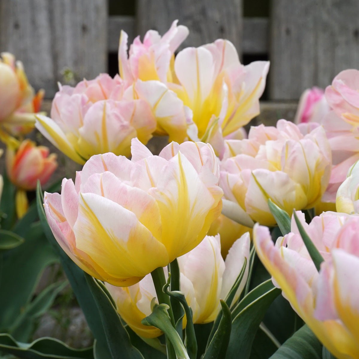 Password - Tulips - Fluwel