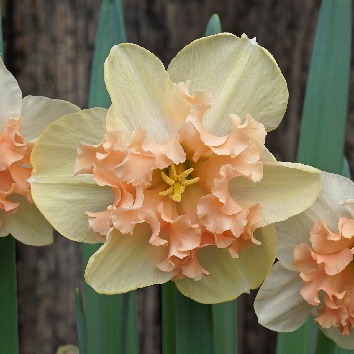 Peach on the Beach - Special Narcissus - Fluwel