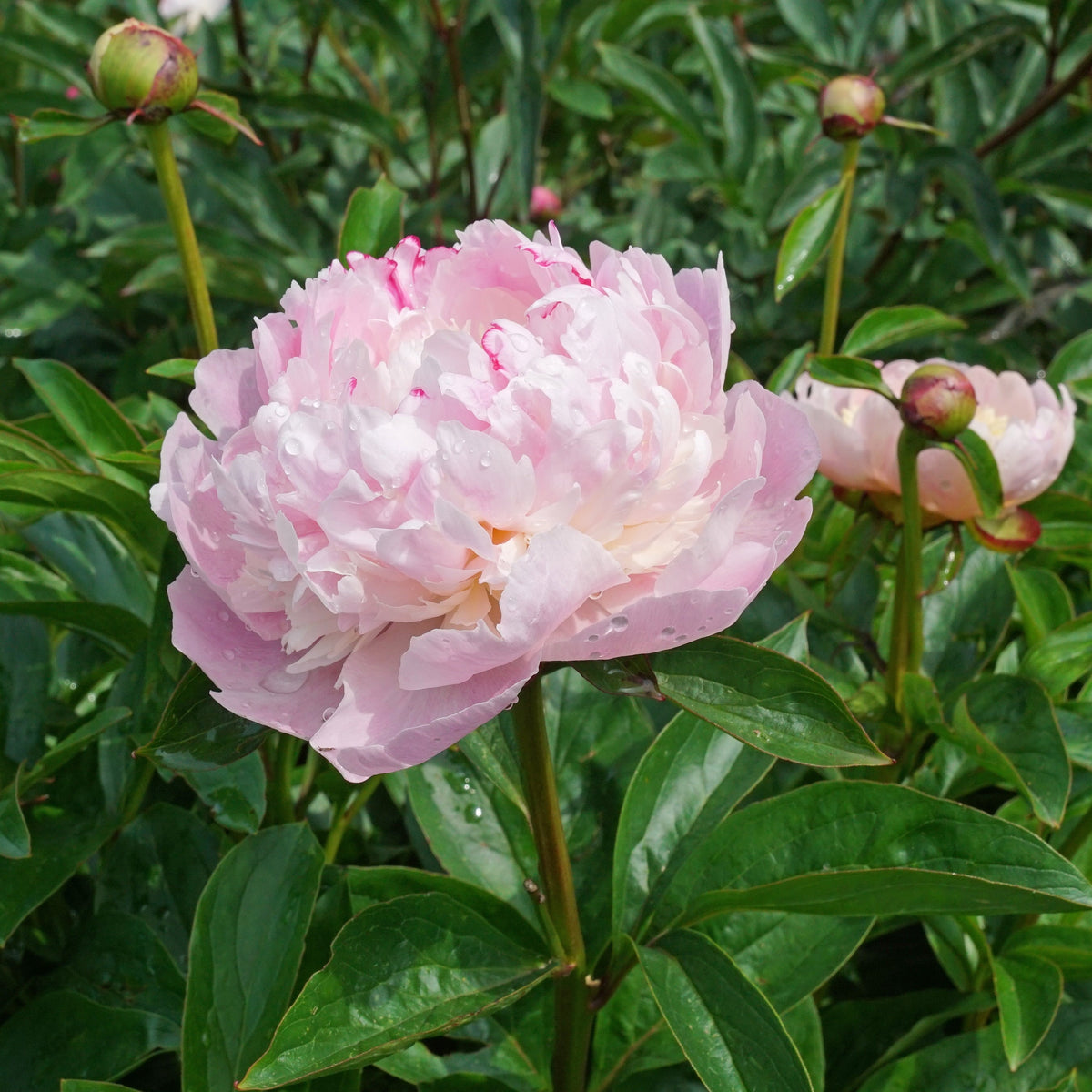 Peony Angel Cheeks - Peonies - Fluwel