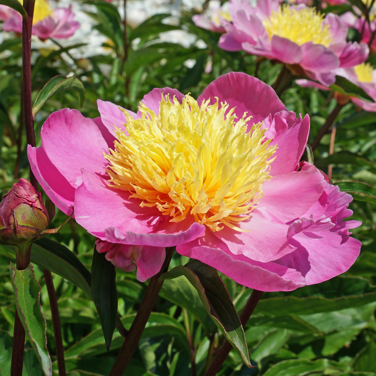 Peony Bowl of Beauty - Peonies - Fluwel
