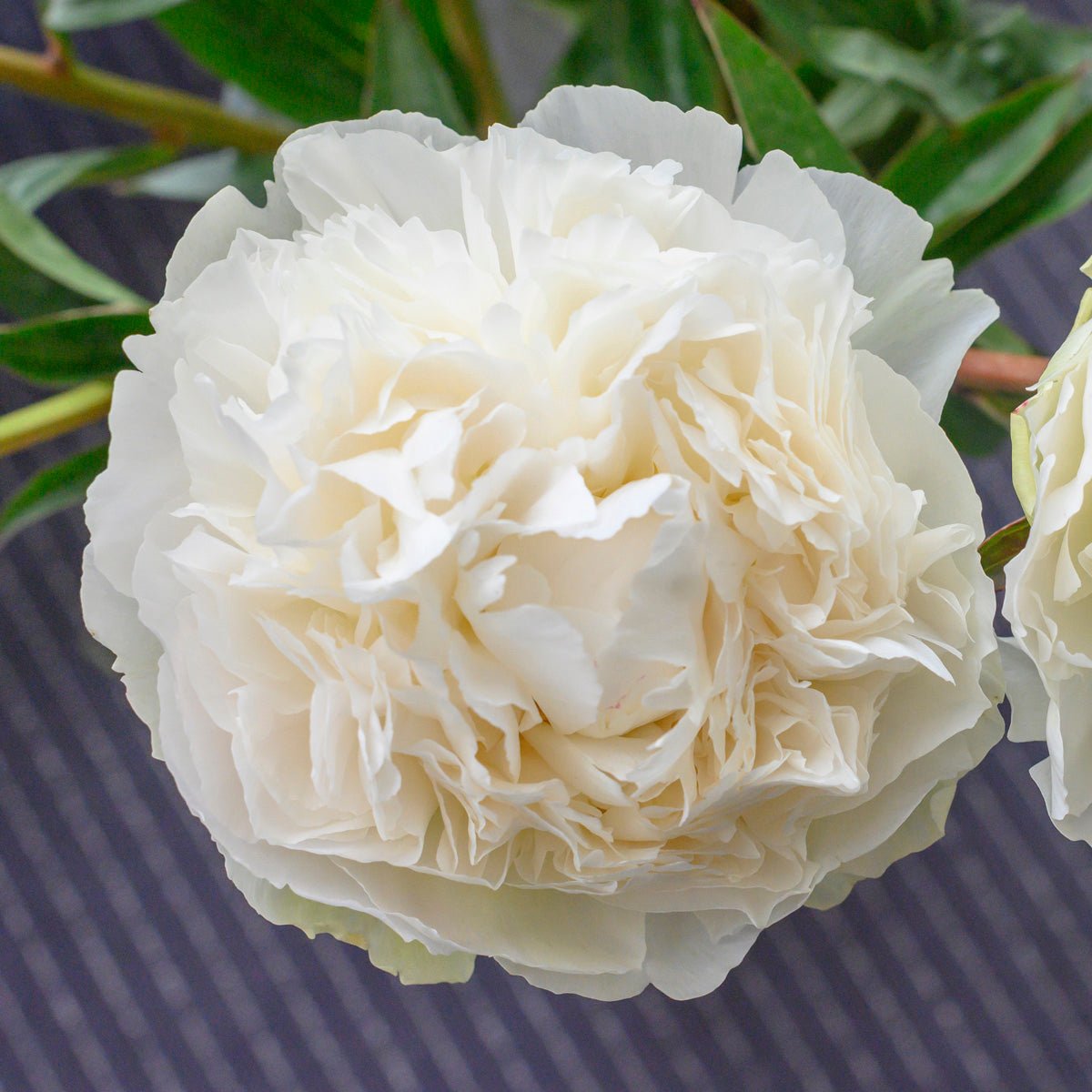 Peony Bowl of Cream - Peonies - Fluwel