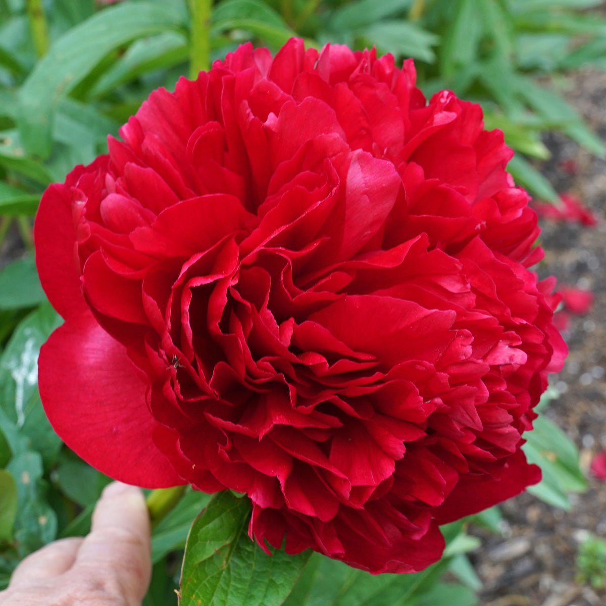 Peony Christmas Velvet - Peonies - Fluwel