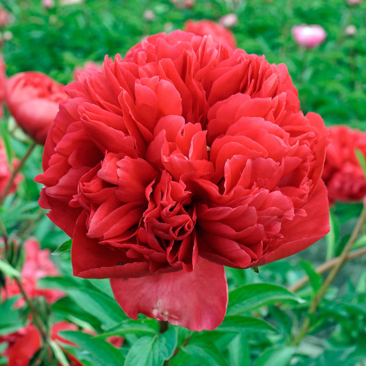 Peony Command Performance - Peonies - Fluwel