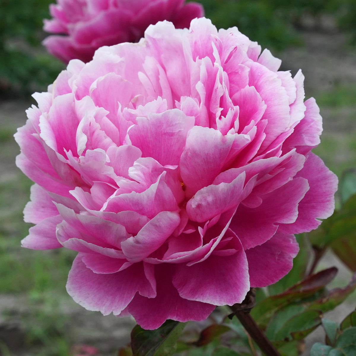 Peony Dayton - Peonies - Fluwel