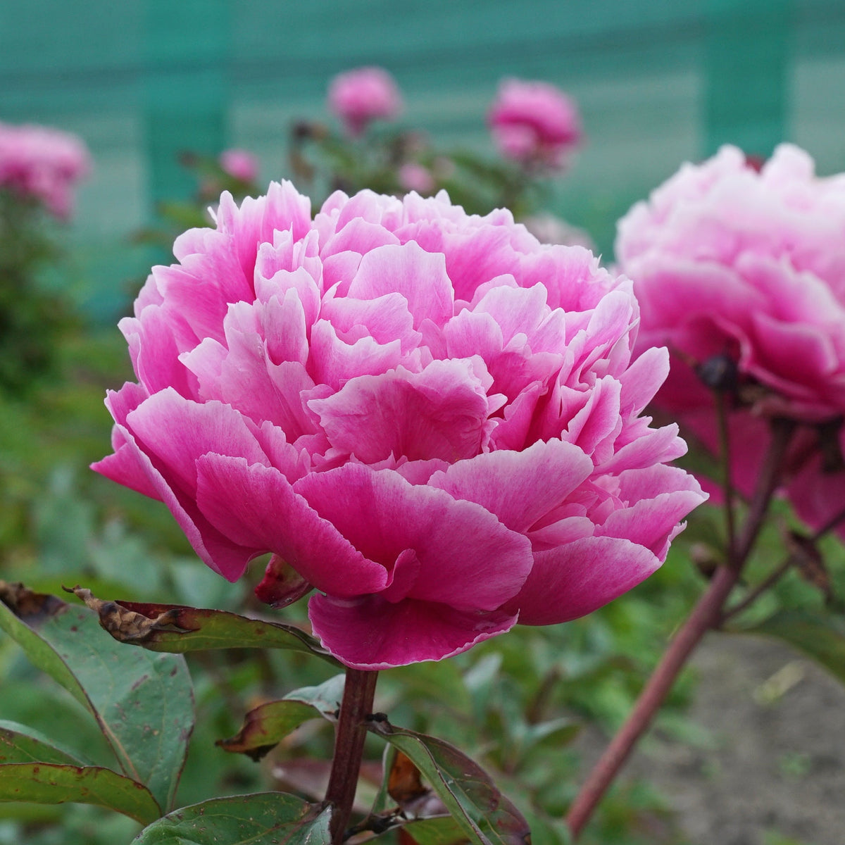 Peony Dayton - Peonies - Fluwel