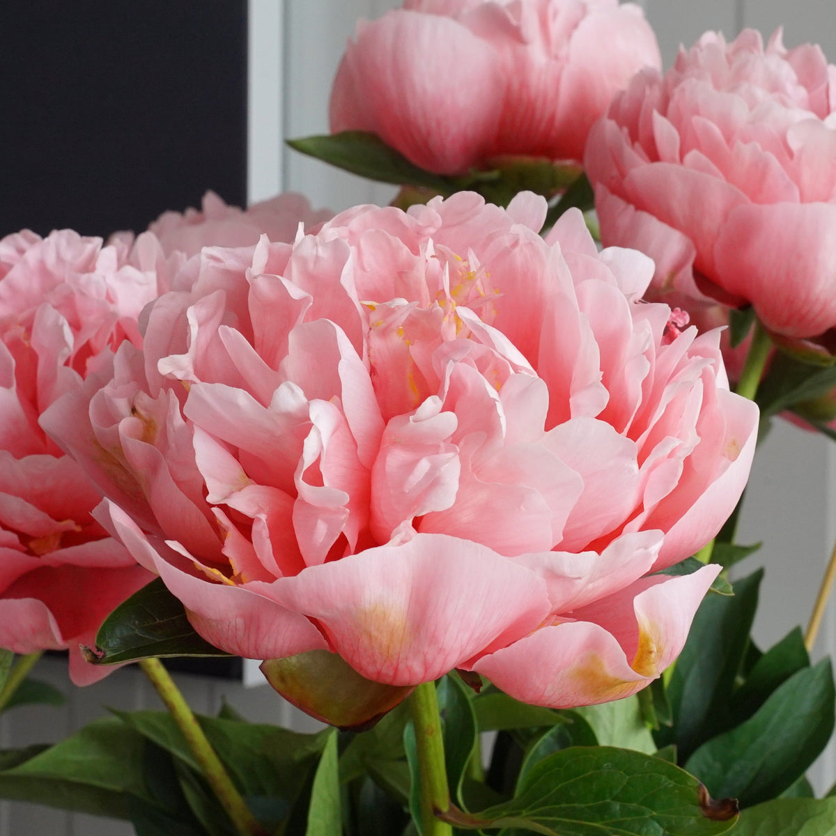 Peony Etched Salmon - Peonies - Fluwel