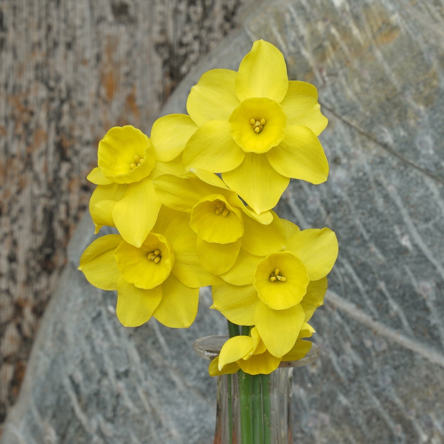 Pequenita - Special Narcissus - Fluwel