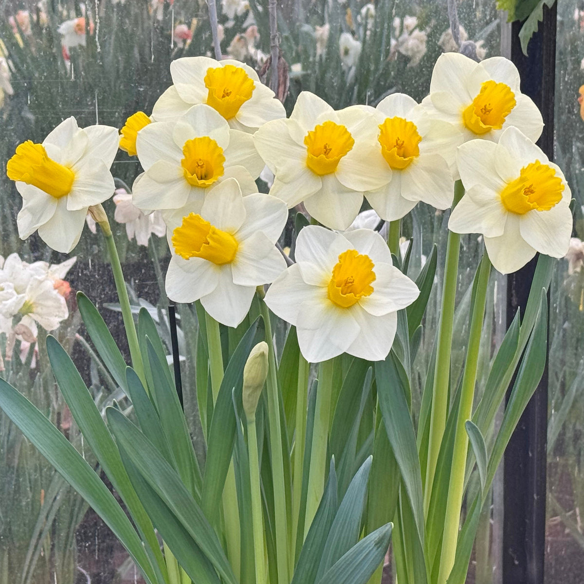 Perfect Ten - Special Narcissus - Fluwel
