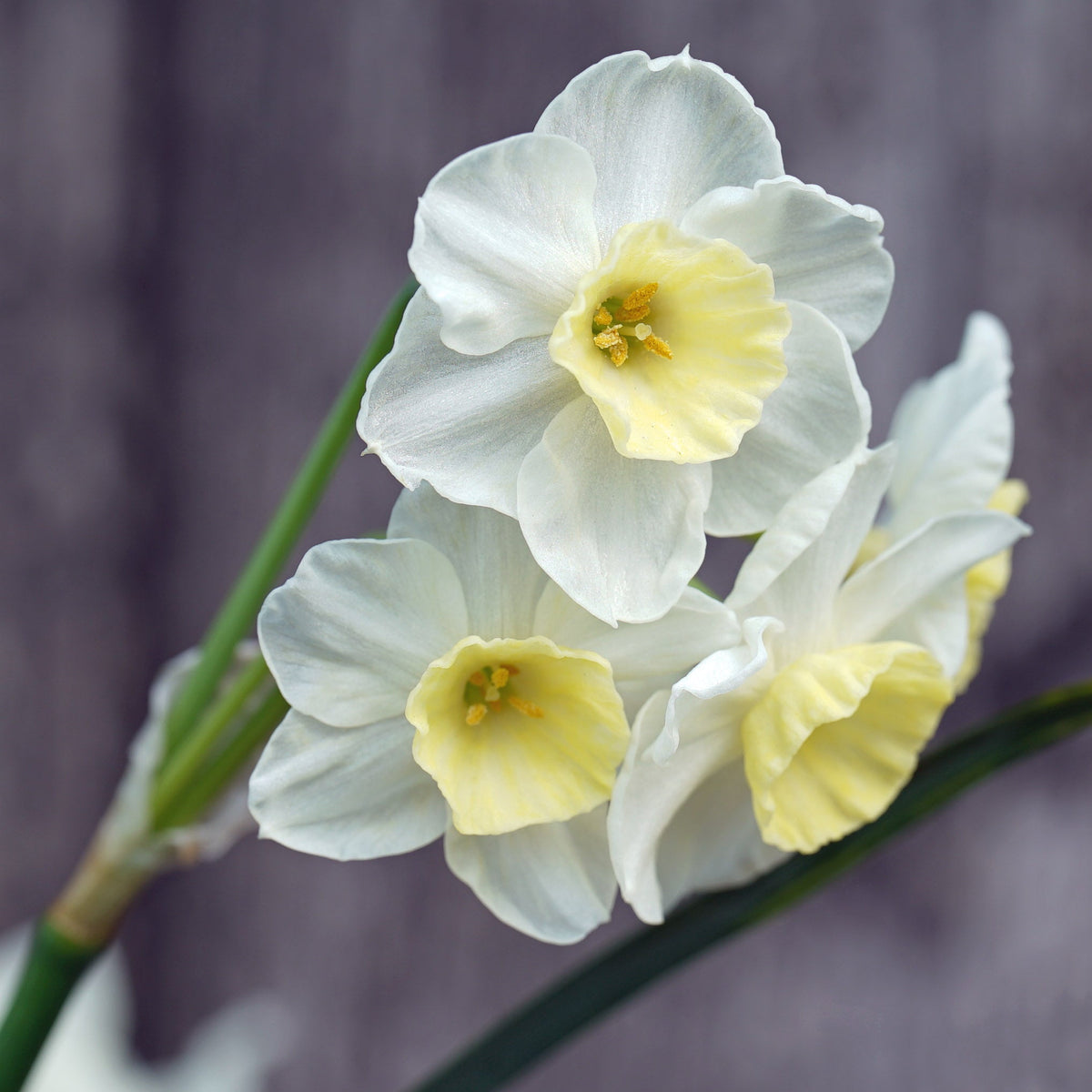 Peseta - Special Narcissus - Fluwel