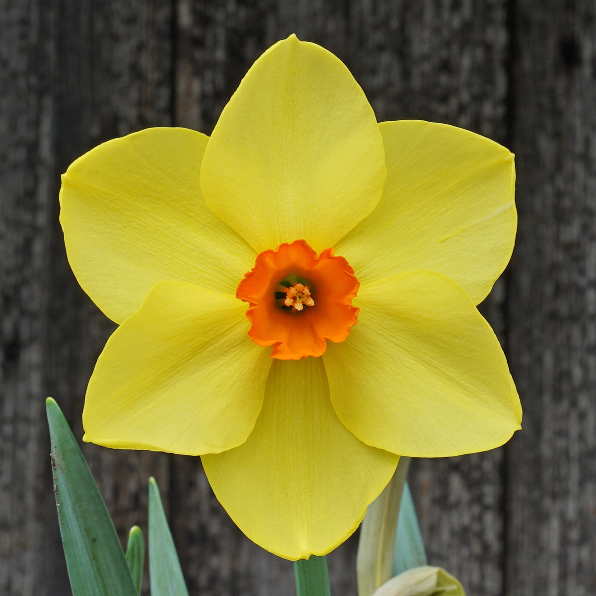 Pimpula - Special Narcissus - Fluwel