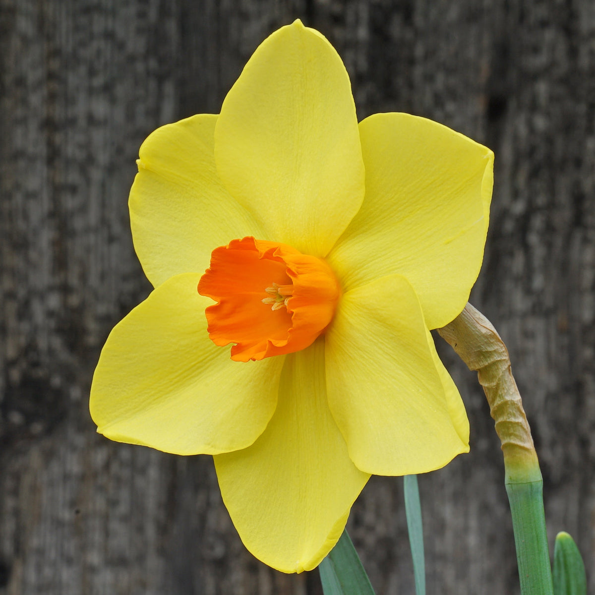 Pimpula - Special Narcissus - Fluwel