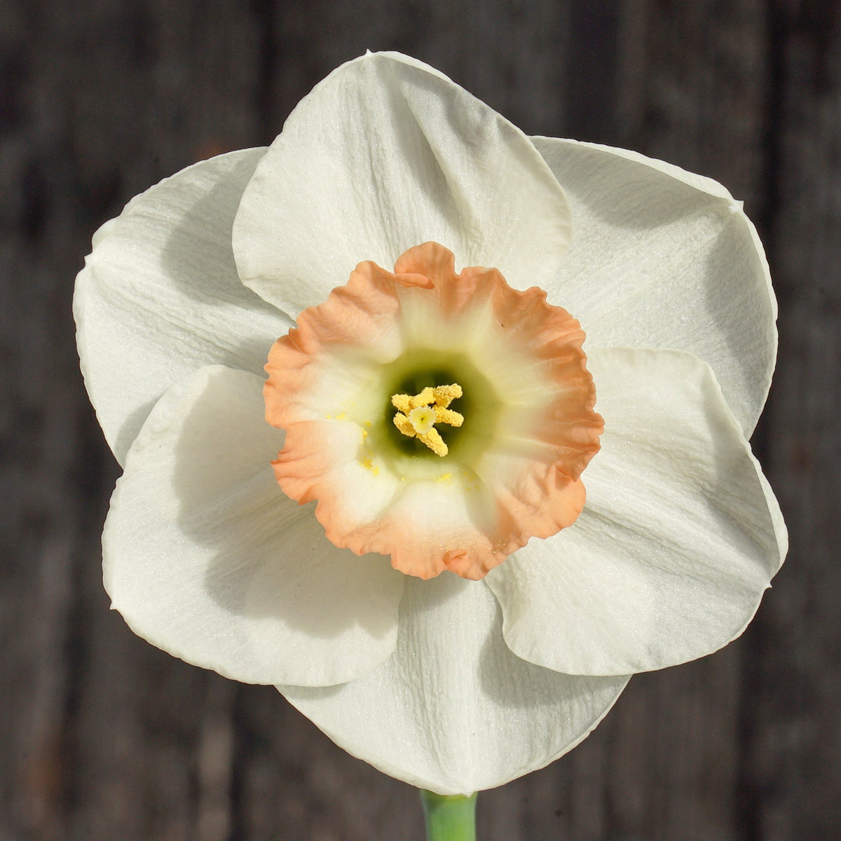 Pink Marvel - Special Narcissus - Fluwel