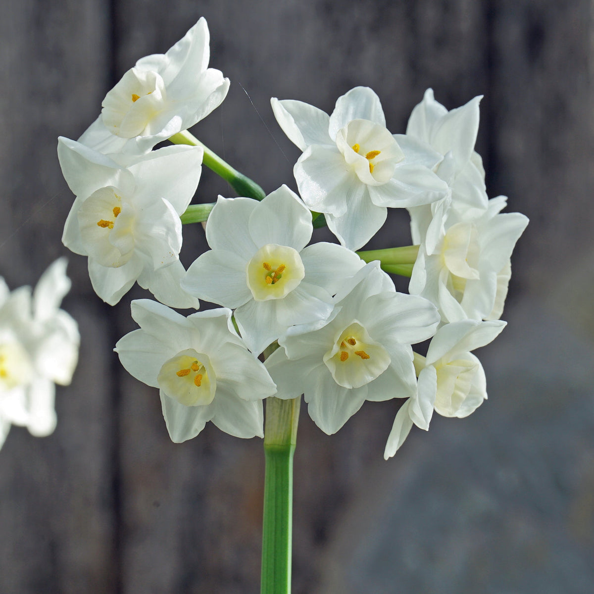 Polly's Pearl - witte Tazetta narcis - Fluwel
