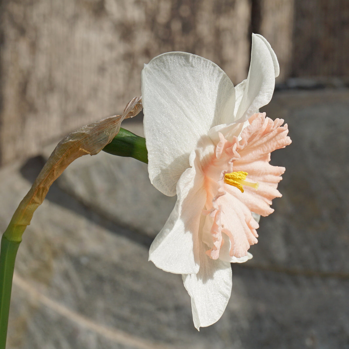 Pumpernikkeli - Special Narcissus - Fluwel